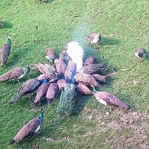 Pavos Reales en Venta | Desde RD$3,000 | Kolibripark, Dajabón
