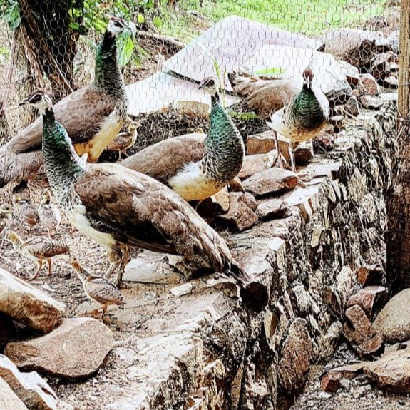 Pavos Reales en Venta | Desde RD$3,000 | Kolibripark, Dajabón