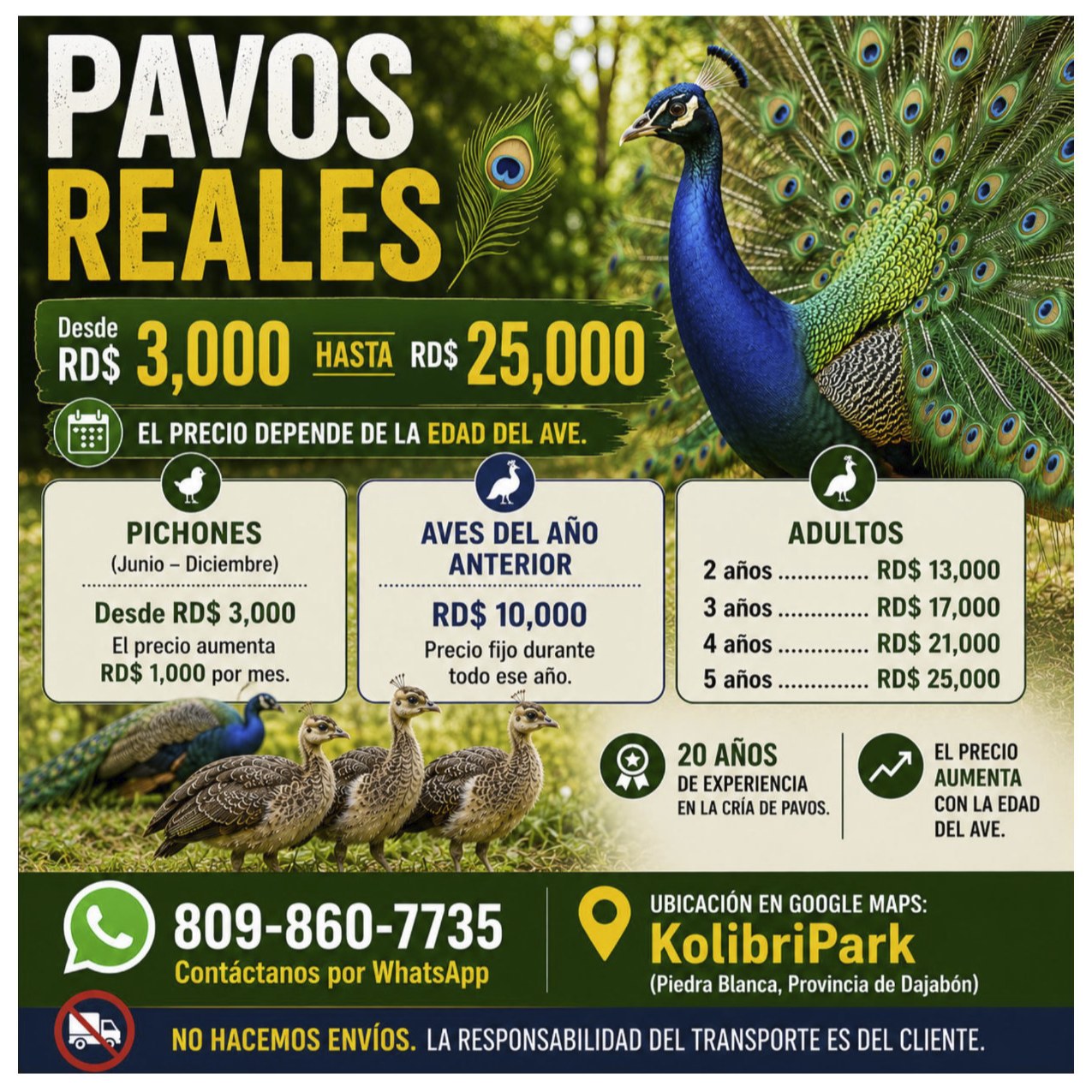 Pavos Reales en Venta | Desde RD$3,000 | Kolibripark, Dajabón